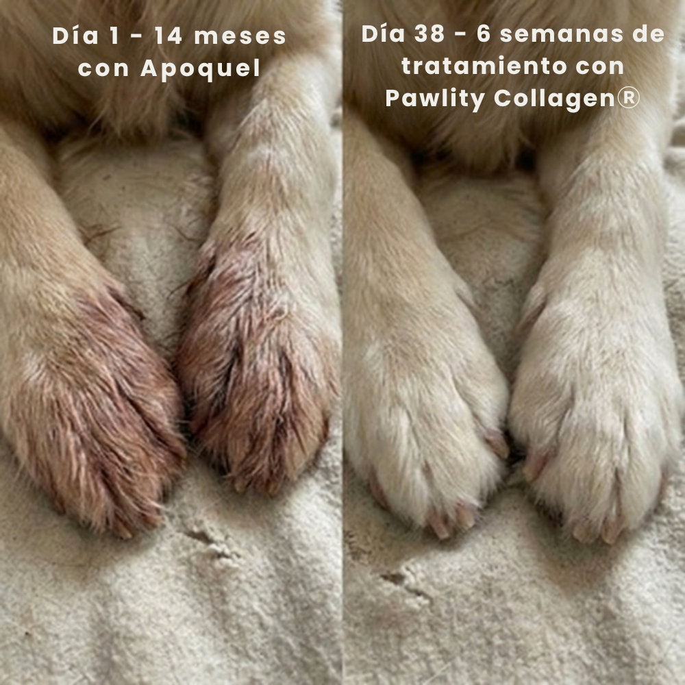 Pawlity® Colágeno Líquido Premium