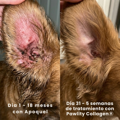 Pawlity® Colágeno Líquido Premium